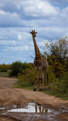 a tall giraffe a cloudy background