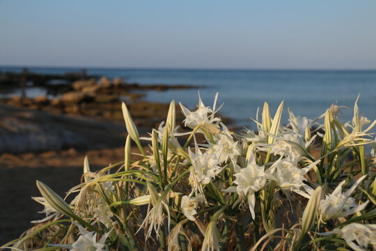 Pancratium maritimum beautiful white flowers on the hot summer sand. Cyprus summer flowers near the sea. White flowers on the beach