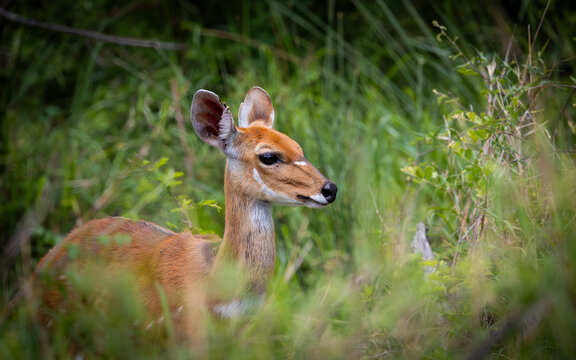 a bushbuck ewe in the bush