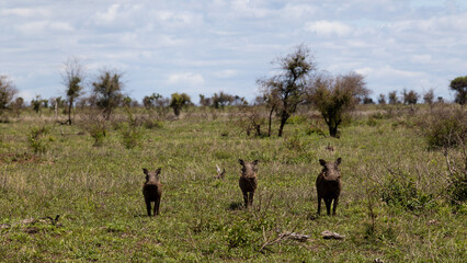three warthogs in the wild
