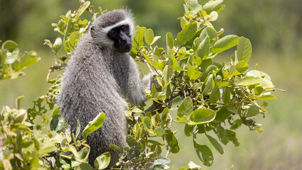 a male vervet monkey sitting in a tree
