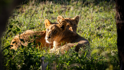 small lion cubs early morning