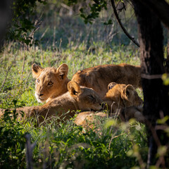 small lion cubs early morning