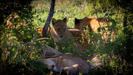 small lion cubs early morning