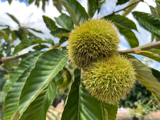 spiked ripening edible green fruits on a sweet chestnut tree, castanea sativa