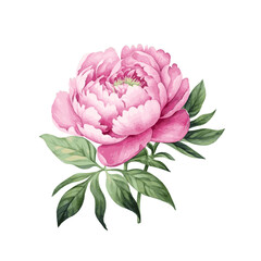 Pink peony flowers with leaves watercolor paint on white