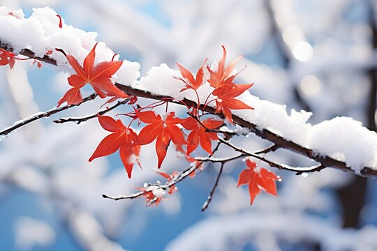 red maple leaves with snowy branches, light sky-blue background