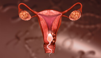 Uterus anatomy with sperm. 3d illustration..