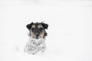 In the season winter small rough haired tricolor Jack Russell Terrier dog has fun in snow