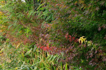 Fototapeta premium colourful autumn leaves