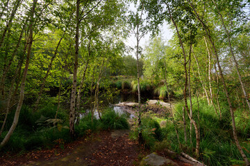 Fototapeta na wymiar The rush pond in Coquibus land. Fontainebleau forest
