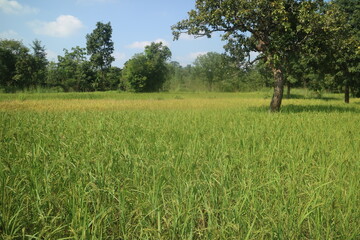 Obraz premium field of rice 