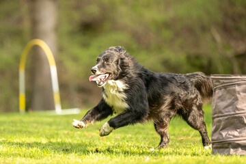 Border Collie dog is running through an arc in Hoopers course.