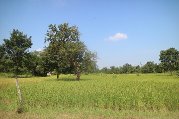 landscape with trees