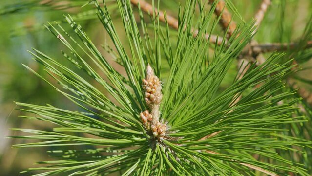 Blossoming Fir Tree With Pollen In Forest. Pine Or Pinus Young Cones. Close up.