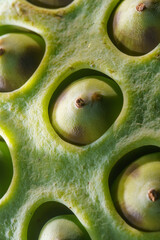 lotus seeds fresh