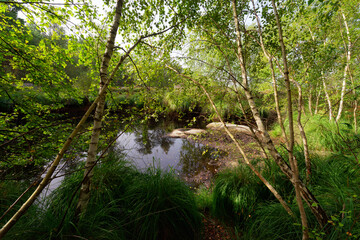 The rush pond in Coquibus land. Fontainebleau forest