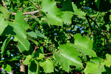 Delicate small fruits and green leaves of grape vine in a sunny summer garden, beautiful outdoor monochrome background photographed with soft focus.