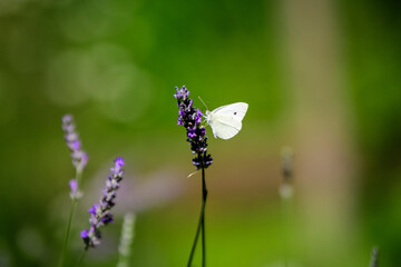 One small butterfly on blue lavender flowers in a sunny summer day in Scotland, United Kingdom, with selective focus, beautiful outdoor floral background.