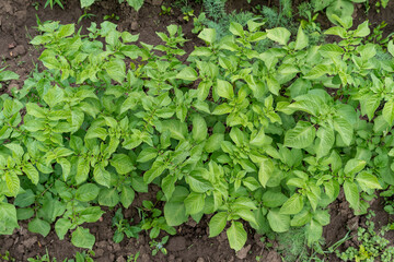 Fresh green organic potato leaves in a traditional vegetables garden in a summer day, selective focus.