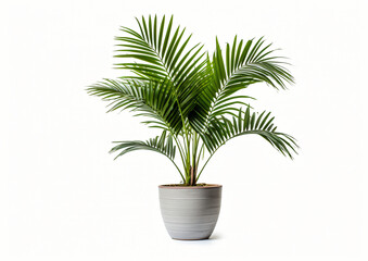 Palm tree in pot