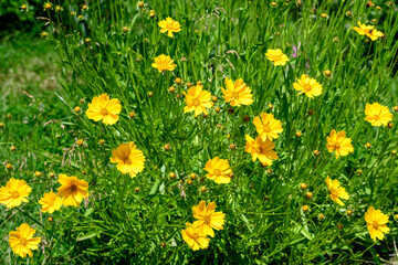 Many vivid yellow Coreopsis flowers commonly known as calliopsis or tickseed and small blurred green leaves in a sunny summer garden, fresh natural outdoor and floral background.