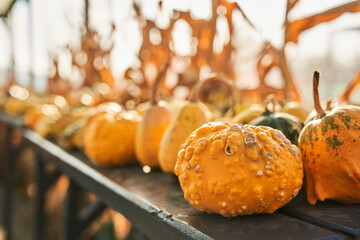 Amazing, odd warty yellow pumpkins on wooden table in farm in autumn. Close up of small pimpled pumpkins with vesicled skin resting outdoors, against blurred background. Concept of harvest, Halloween.