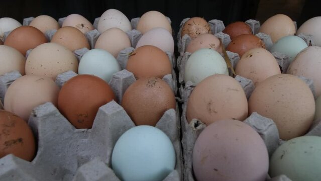 Close up of different types of eggs just collected from chickens and ducks hens and placed in paper holders.