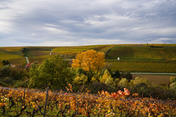 Hiwweltour Aulheimer Tal, Flonheim, Rheinhessen Herbst 2023