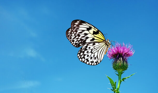 colorful rice paper butterfly on a purple thistle flower against a blue sky. copy space