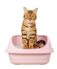 Bengal cat sits in a litter tray on a transparent background.