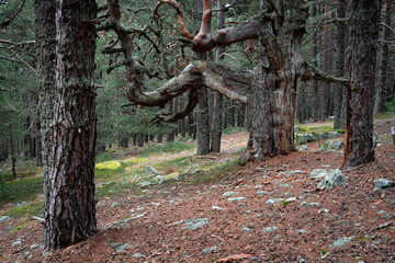 Pine forest in the Urbión mountains in Soria (Spain) and its Grandparents of the forest hike