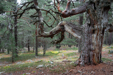 Pine forest in the Urbión mountains in Soria (Spain) and its Grandparents of the forest hike