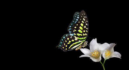Bright spotted tropical butterfly on jasmine flowers in water drops isolated on black. Copy space....