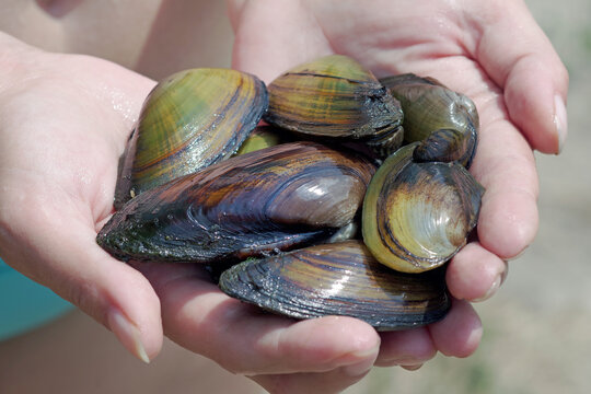 freshwater pearl mussels. river shells in hands. close up. selective focus