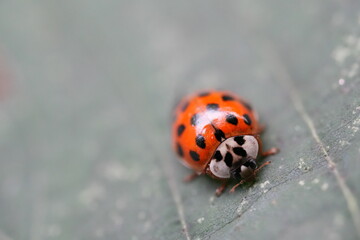 ladybird on a leaf