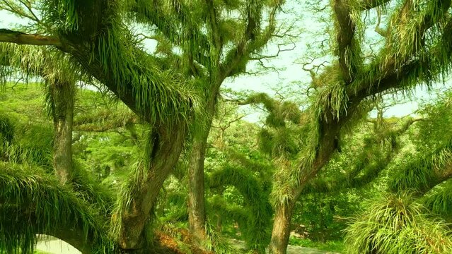 Wildness magic rainforest in the Amazon jungle, Brazil. Aerial Drone view 4K.