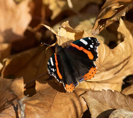 Red admiral, Vanessa atalanta. An autumn morning, a butterfly sits on a yellow leaf