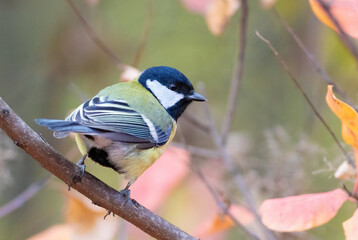Great tit, Parus major. Autumn morning, in the forest, a bird sits on a tree branch