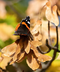 Red admiral, Vanessa atalanta. An autumn morning, a butterfly sits on a maple seed