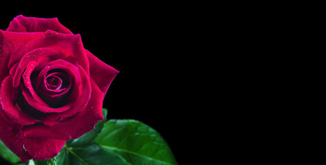 red rose flower in water drops isolated on black. copy space - Powered by Adobe