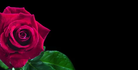 Deurstickers red rose flower in water drops isolated on black. copy space © Oleksii
