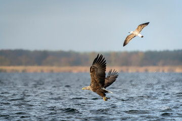 white tailed eagle (Haliaeetus albicilla) catch a big fish. Oder delta in Poland, europe. Polish...