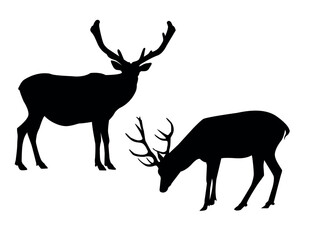 silhouettes of deer. shadows of deer with antlers