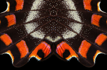 abstract pattern of tropical butterfly wings. abstract ornament of butterfly wings