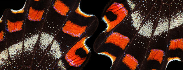 abstract pattern of tropical butterfly wings.