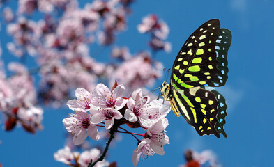 Colorful spotted tropical butterfly on sakura blossom branch. Graphium agamemnon butterfly....