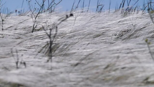 A plot of dry steppe. Needle grass (Stipa lessingiana) or Stipa pontica or Stipa ucrainica. Kerch Peninsula, Crimea