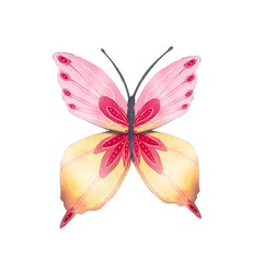 Hand drawn abstract butterfly in pink and yellow tones. Watercolor on a white background