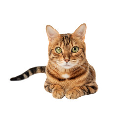 Portrait of a green-eyed Bengal cat on a transparent background.